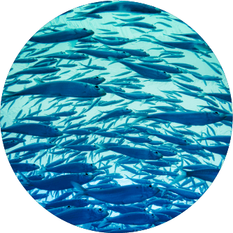 魚